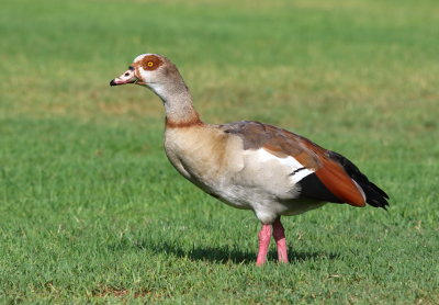 Egyptian Goose