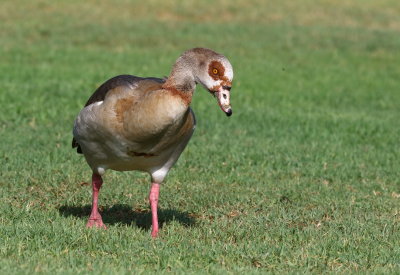 Egyptian Goose