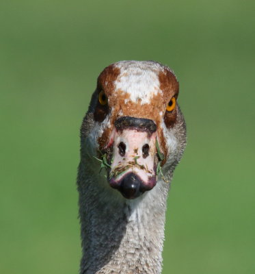 Egyptian Goose