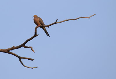 Mourning Dove