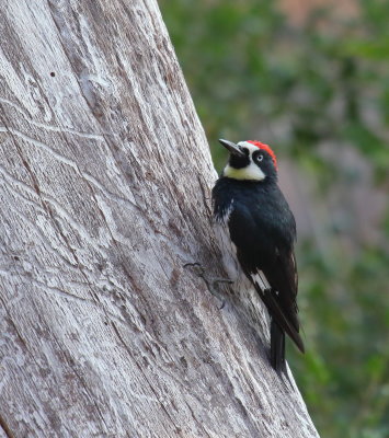 Acorn Woodpecker