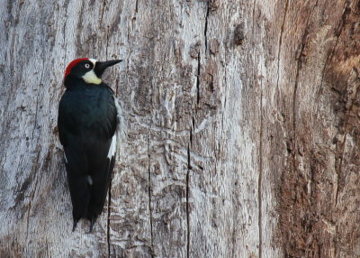 Acorn Woodpecker