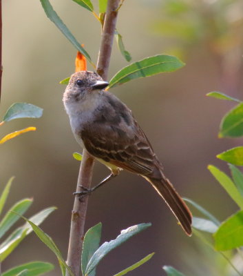 Ash-throated Flycatcher