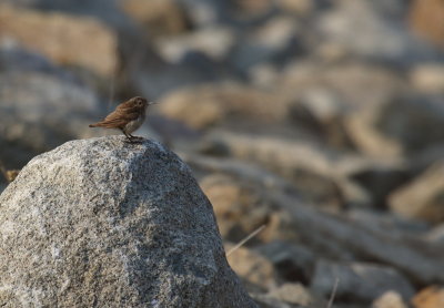 Rock Wren