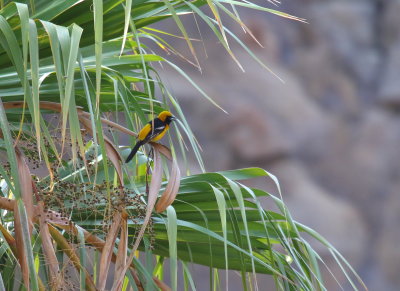 Hooded Oriole