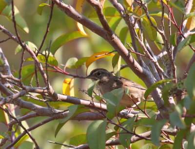 Rufous-crowned Sparrow