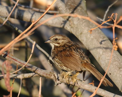 Song Sparrow