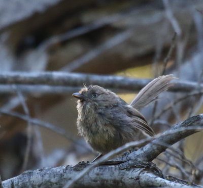 Wrentit