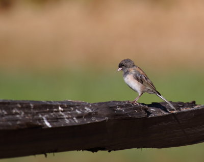 Dark-eyed Junco