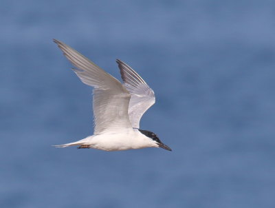 Gull-billed Tern