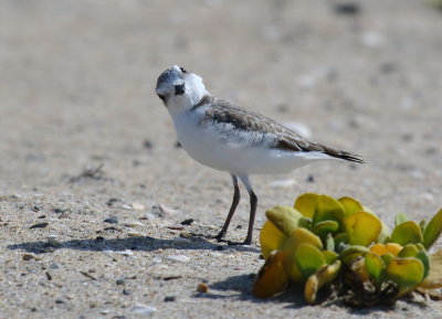 Snowy Plover