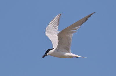 Gull-billed Tern