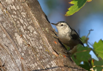 White-breasted Nuthatch