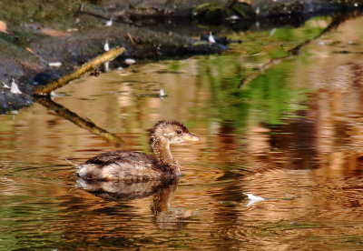 Pied-billed Grebe