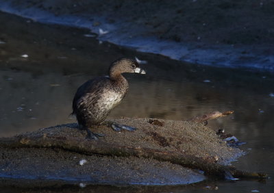 Pied-billed Grebe