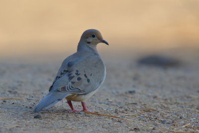 Mourning Dove