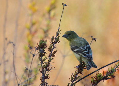 Lesser Goldfinch