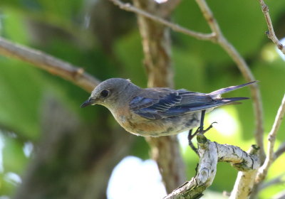 Western Bluebird