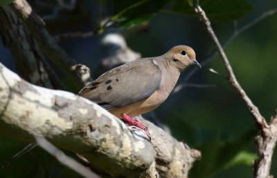 Mourning Dove