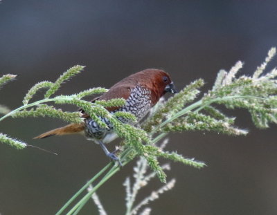 Scaly-breasted Munia