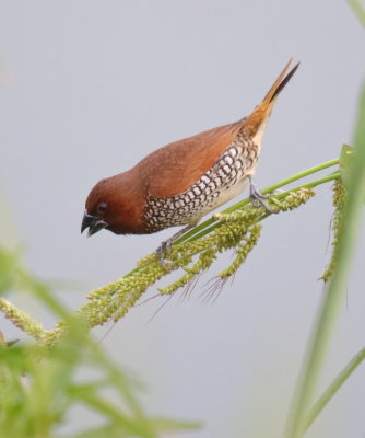 Scaly-breasted Munia