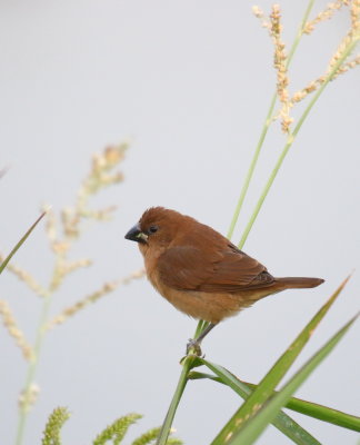 Scaly-breasted Munia