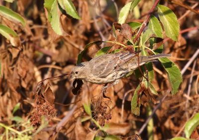 House Finch