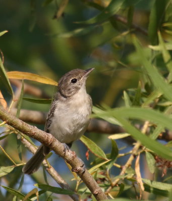 Bell's Vireo