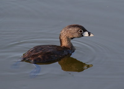 Pied-billed Grebe