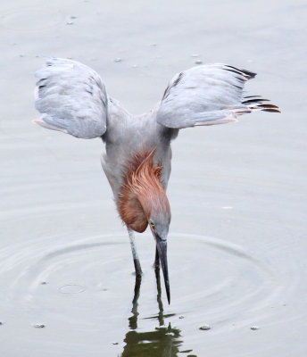 Reddish Egret