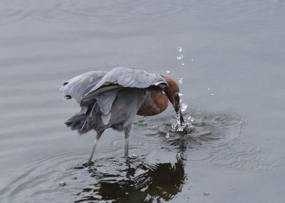 Reddish Egret