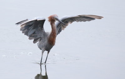 Reddish Egret