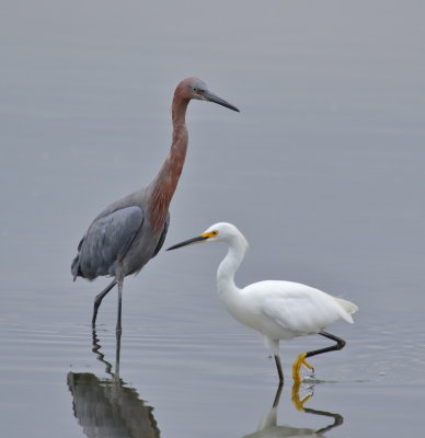 Reddish Egret and Snowy Egret