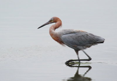 Reddish Egret