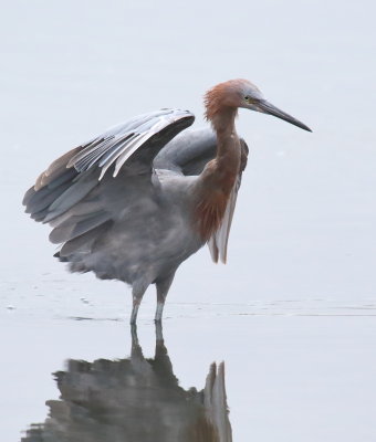 Reddish Egret