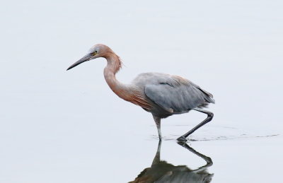 Reddish Egret