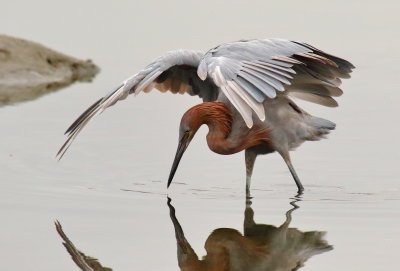 Reddish Egret