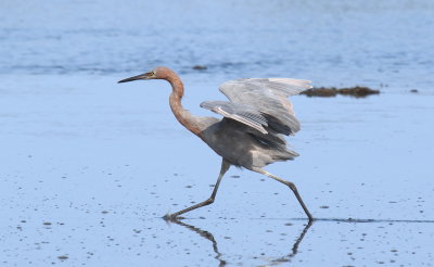 Reddish Egret