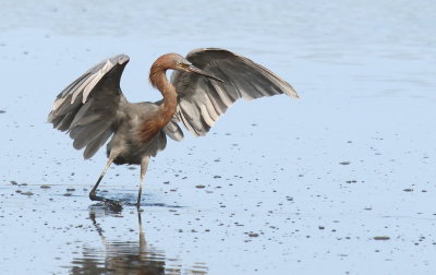 Reddish Egret