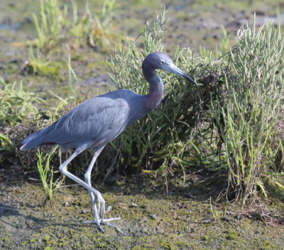 Little Blue Heron