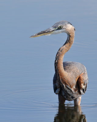 Great Blue Heron