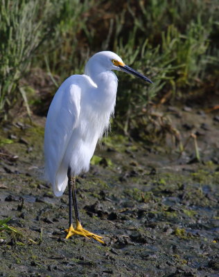 Snowy Egret