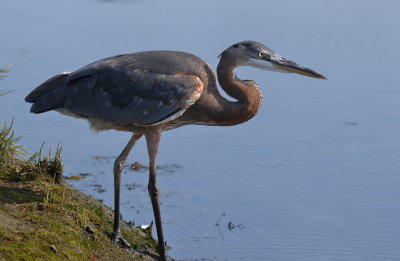 Great Blue Heron