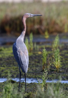 Reddish Egret