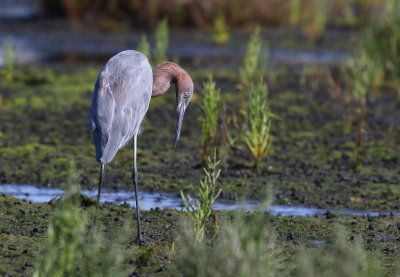 Reddish Egret