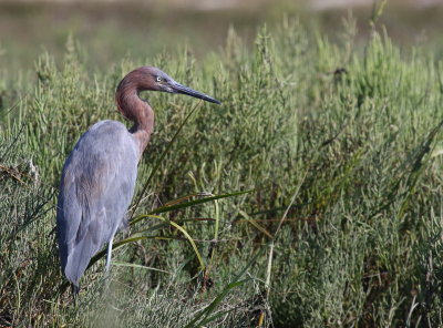 Reddish Egret