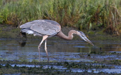 Great Blue Heron