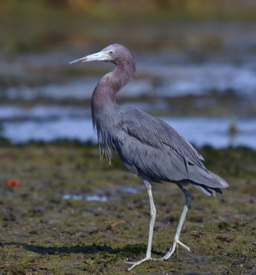 Little Blue Heron