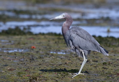 Little Blue Heron