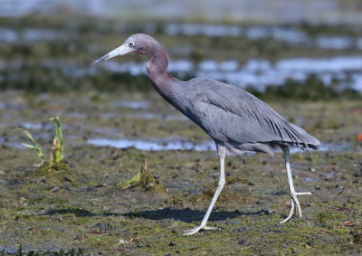 Little Blue Heron